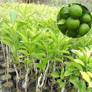 ৬ পিচ মাল্টা ও কমলা চারার কম্ব